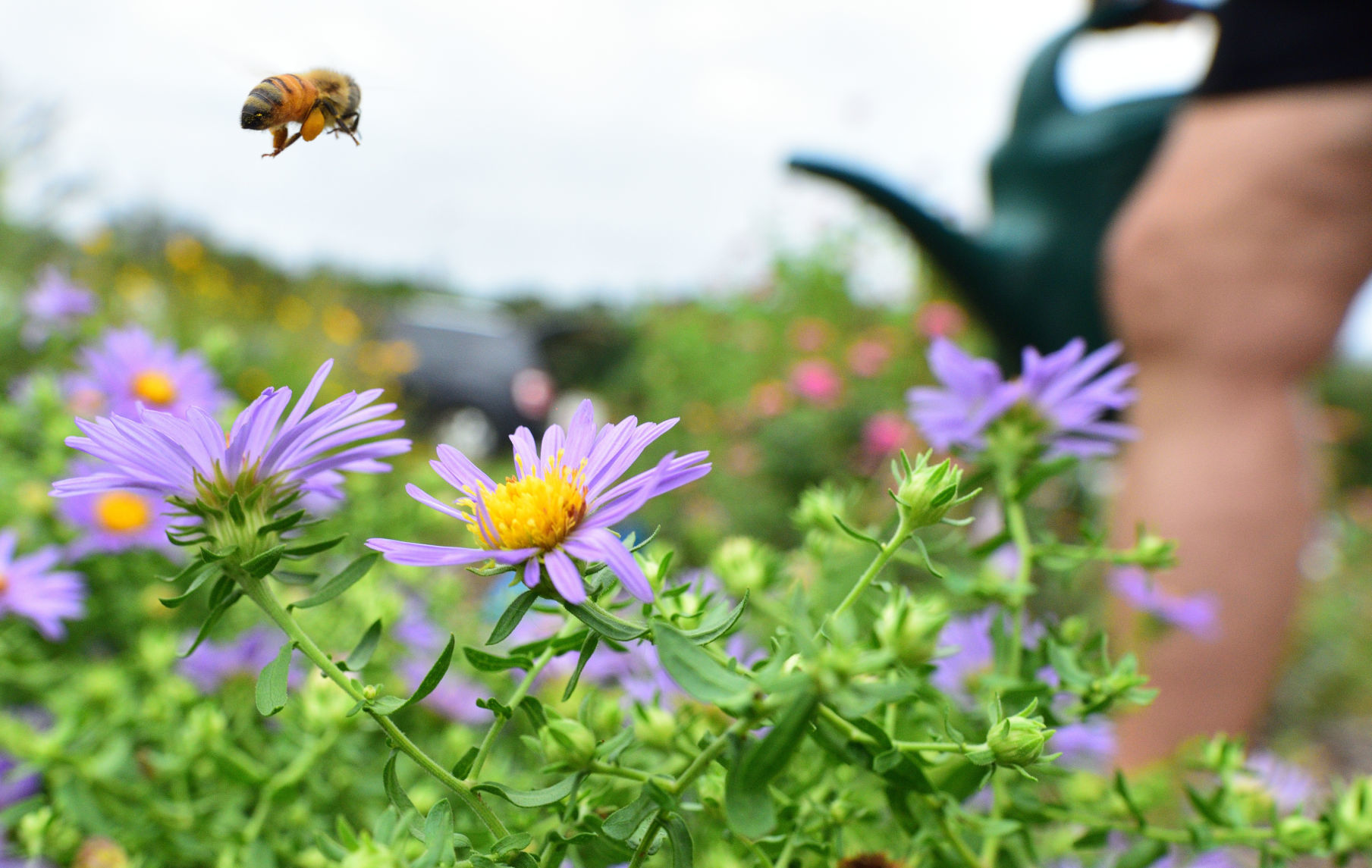 Learn about bees and other pollinators